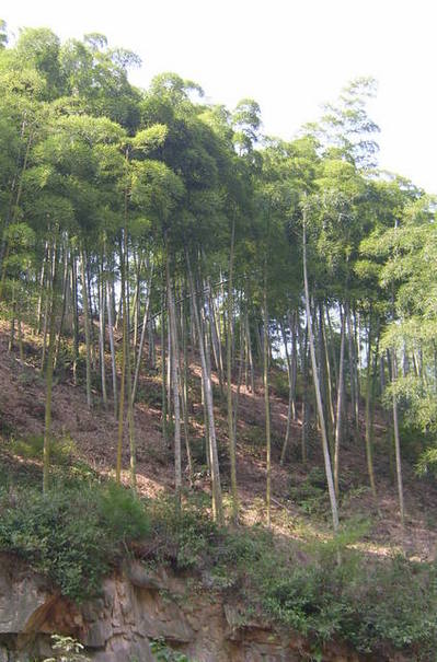 China%20010-thumb-400x605