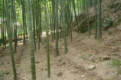 China%20022-thumb-400x264