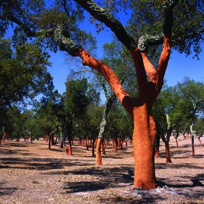 cork%20forest%20-%20freshly%20harvested-thumb