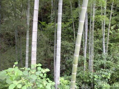 DSCN0451