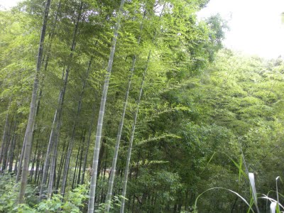 DSCN0454