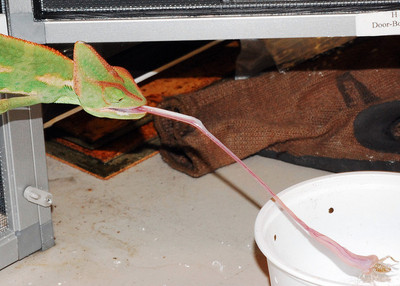 lizard%20girl%201-thumb-400x286