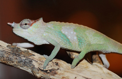 lizard%20monty-thumb-400x261