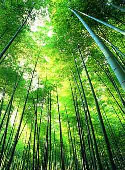 Bamboo forest