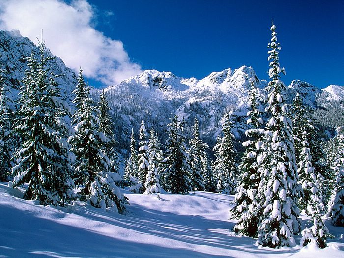 Winter wonderland