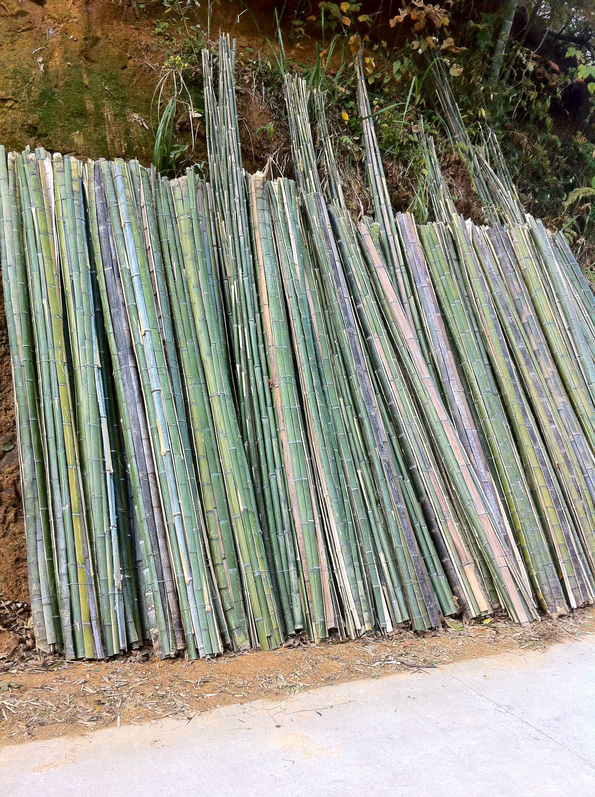 bamboo poles before making into flooring Img 0229