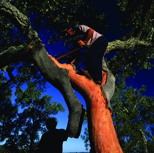 Cork Tree for Wine corks and cork flooring being harvested