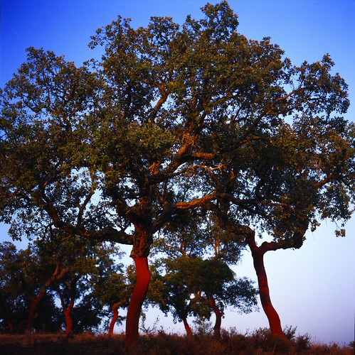 Cork Tree
